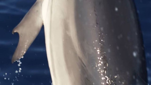 Các nhà sinh học biển gần đây đã phát hiện ra một con cá heo có ngón tay cái giống con người - Ảnh 1.