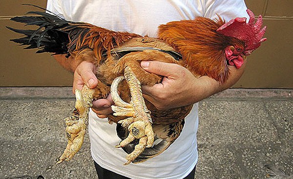 Giống gà tiến vua đắt nhất nhì Việt Nam: Gần Tết lại được săn lùng, 40 triệu/một con cũng có người mua - Ảnh 1.