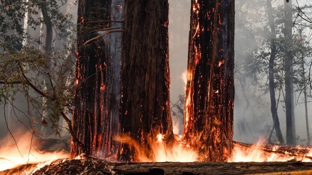 Kỳ lạ cây cổ thụ cháy đen vì hỏa hoạn hồi sinh nhờ chồi non 2.000 năm tuổi - Ảnh 2.