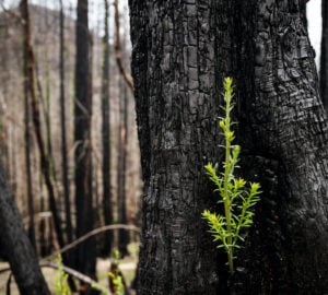 Kỳ lạ cây cổ thụ cháy đen vì hỏa hoạn hồi sinh nhờ chồi non 2.000 năm tuổi - Ảnh 1.