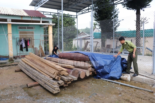 Chủ tịch huyện lên tiếng vụ gỗ lậu trên đất trưởng phòng nội vụ ở Quảng Nam - Ảnh 2.