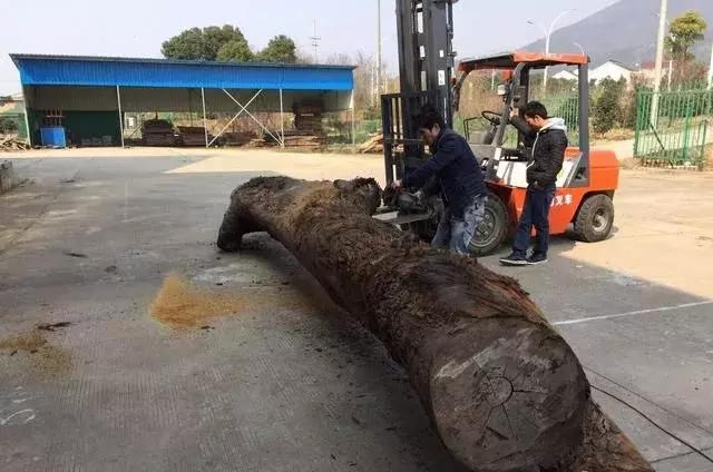 Lão nông khoe đào được cây gỗ hơn 25m, cảnh sát lập tức đến phong tỏa hiện trường- Ảnh 3.