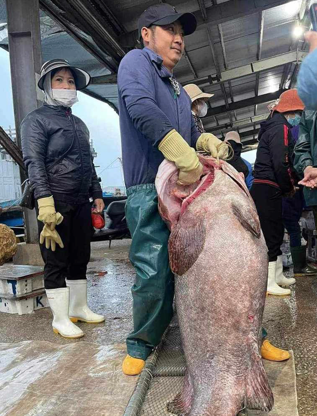 Bắt được con cá mú biển '30 năm mới thấy', nặng gần 70kg- Ảnh 1.