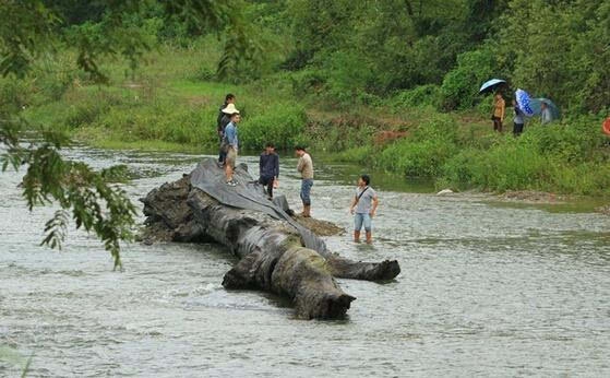 Anh nông dân phát hiện khúc gỗ “đen sì” dài 3,5m, đường kính 70cm bên bờ sông: Chuyên gia khẳng định đó là báu vật đáng giá hàng trăm tỷ đồng- Ảnh 2.