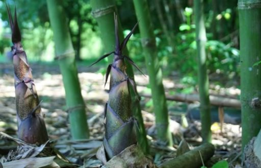 Việt Nam sở hữu một loại sản vật 'bạc tỷ' được nhiều quốc gia săn đón: Xếp thứ 4 thế giới về diện tích trồng, riêng lá cây thu về hàng triệu USD- Ảnh 3.