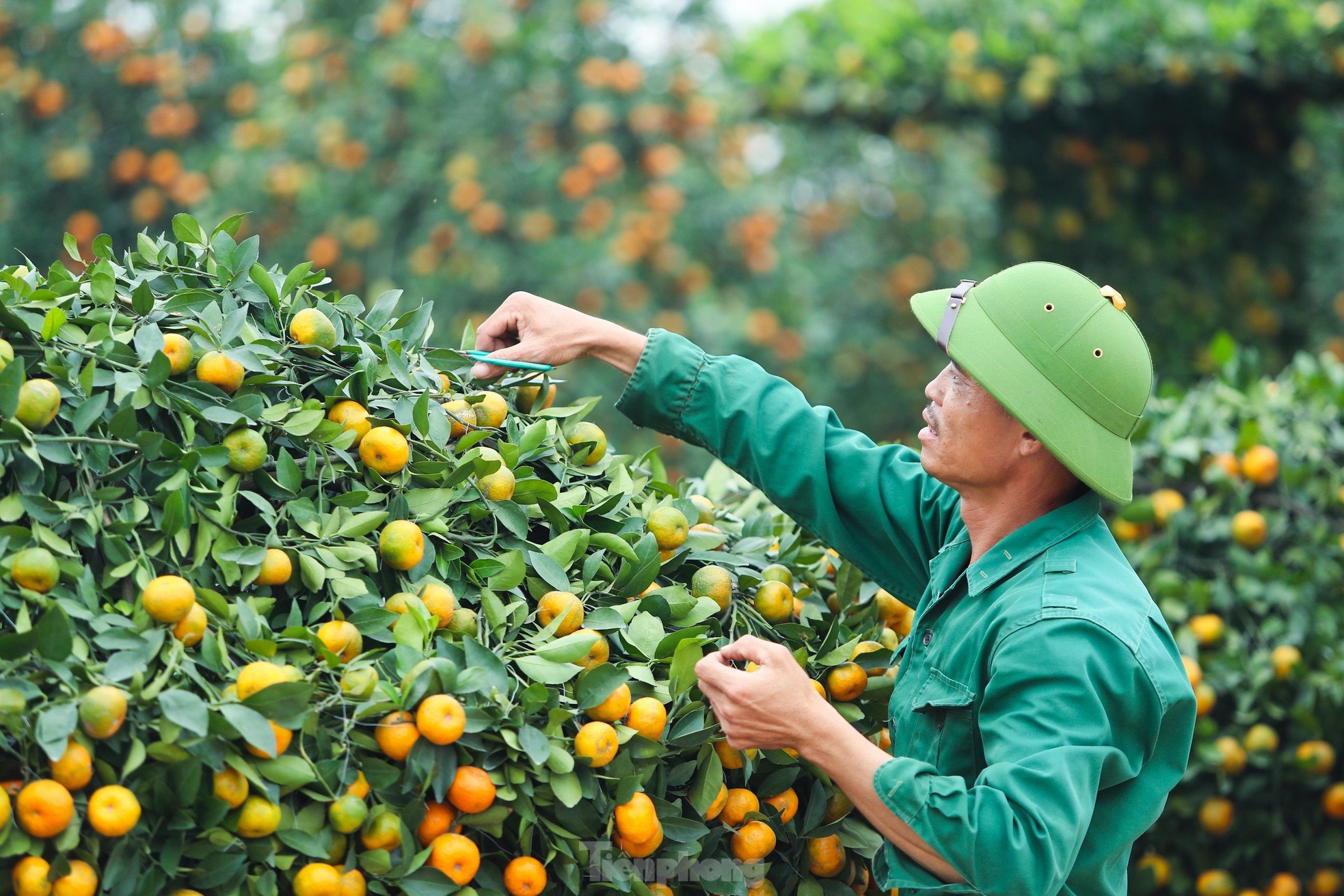 Quýt thỏi vàng tài lộc lần đầu trình làng chơi Tết
- Ảnh 7.