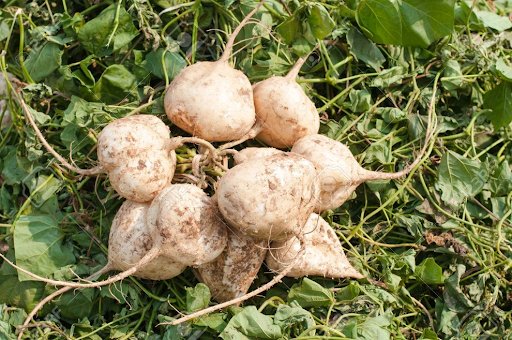 Loại củ được trồng đầy đồng ở Việt Nam lại là “thuốc” hạ huyết áp tự nhiên, bổ tim mạch, hỗ trợ giảm cân hiệu quả- Ảnh 1.