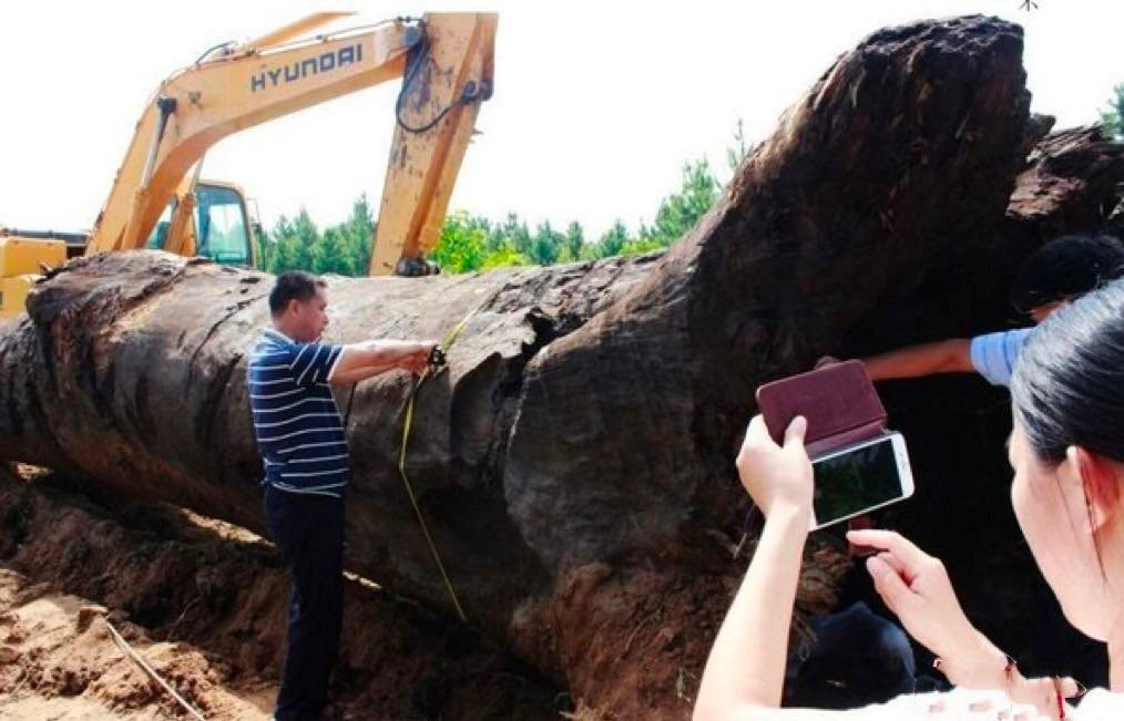 Đào đất tại công trường, công nhân phát hiện khúc gỗ khổng lồ, dài đến 20m: Chuyên gia khẳng định đó là "Đông phương thần mộc" quý giá- Ảnh 1.