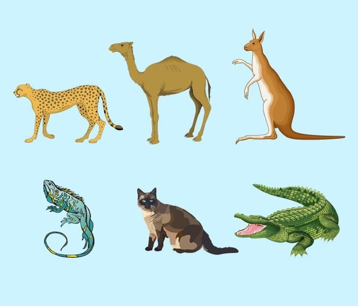 In sticker động vật - hình con vật - hình thú cho bé, giá: 65.000đ, gọi:  0901 180 365, Quận Bình Thạnh - Hồ Chí Minh, sp26584