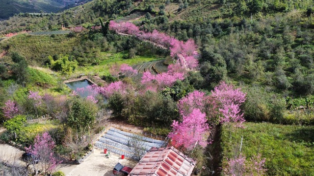 Ngất ngây Mù Cang Chải phủ rực sắc hồng, tín đồ du lịch náo nức vượt đèo ‘mục sở thị’- Ảnh 2.