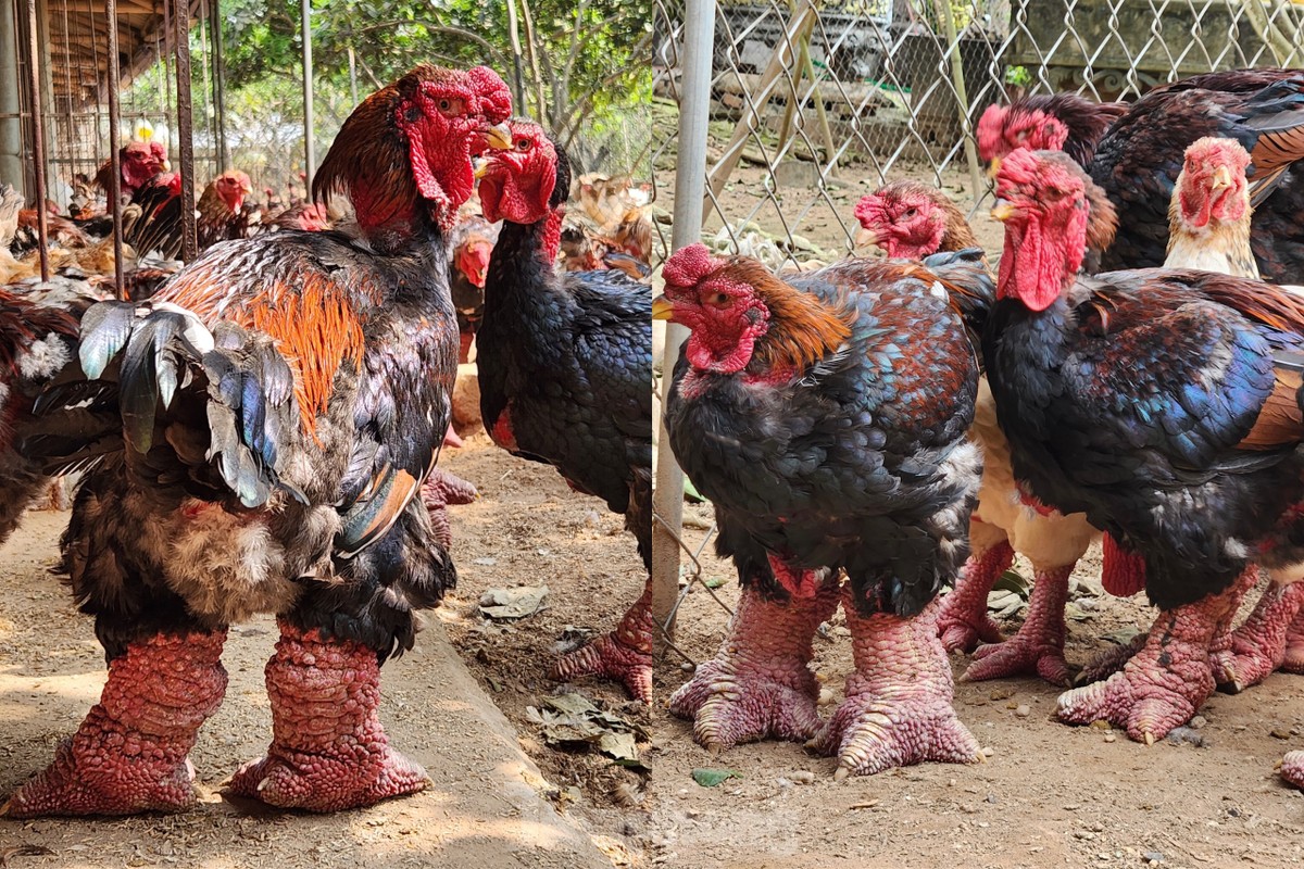 Cặp chân khủng, bộ lông óng, phủ lên lớp da đỏ tía là đặc trưng của gà Đông Tảo.