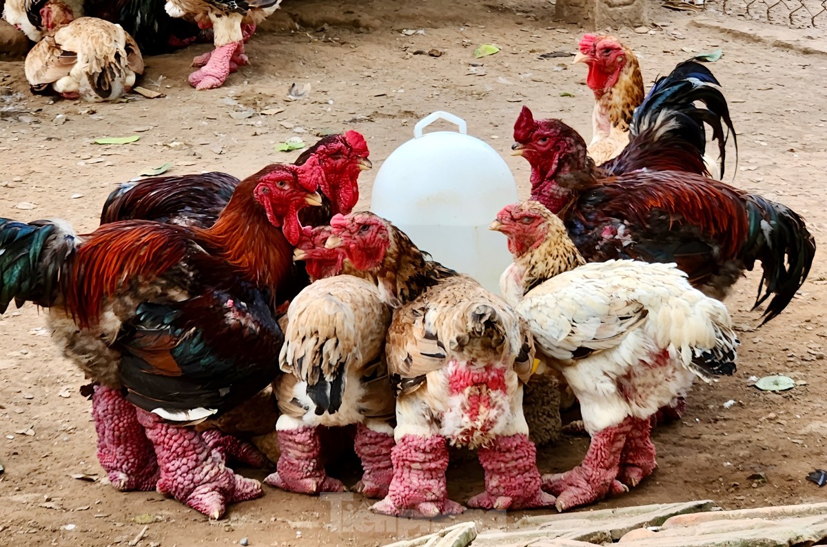 Tuỳ mỗi gia đình, sẽ có những bí quyết chăm sóc khác nhau. Theo anh Thắng, để nuôi gà Đông Tảo hiệu quả, cần chú trọng đến môi trường nuôi, chế độ dinh dưỡng và chăm sóc hàng ngày.