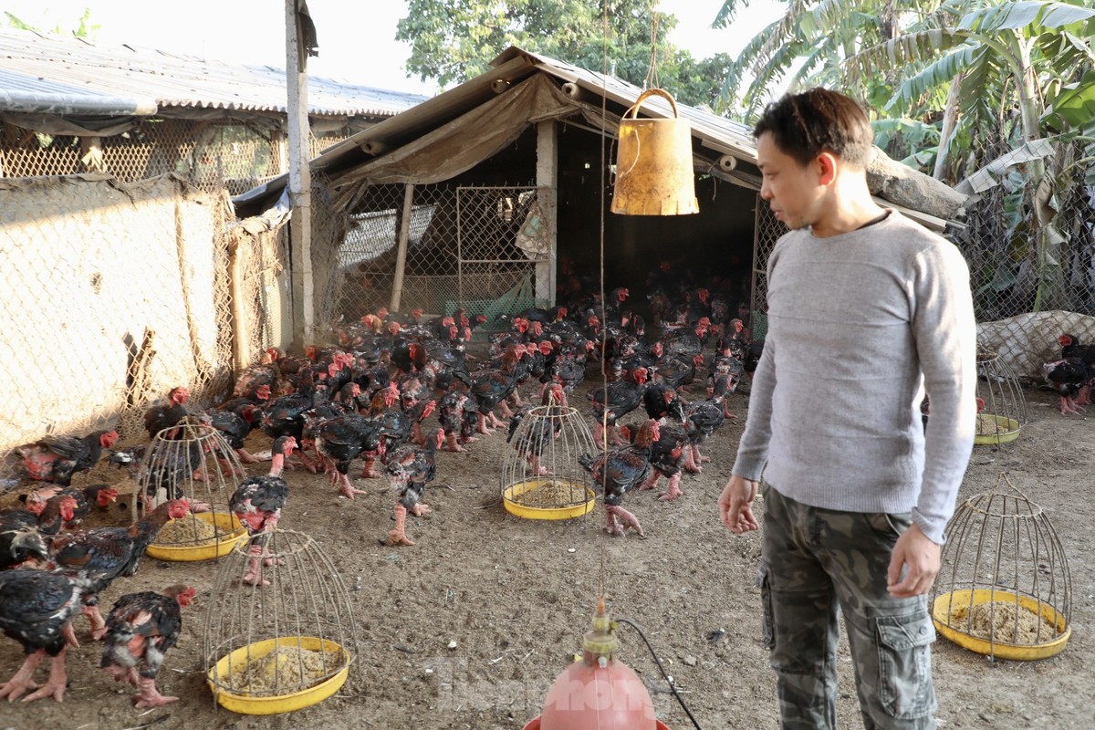 Tại xã Bình Minh, huyện Khoái Châu, hộ gia đình anh Chu Văn Nam cũng đã có gần 20 năm kinh nghiệm trong nghề chăn nuôi gà Đông Tảo. Hiện tại, gia đình anh đang nuôi khoảng 7.000 con.