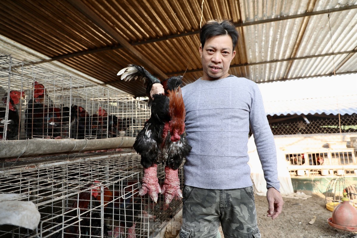 Dự kiến trong dịp Tết năm Giáp Thìn, gia đình anh Nam sẽ cung ứng ra thị trường hơn 2.000 con gà Đông Tảo thương phẩm và 400 con gà biếu, tặng.