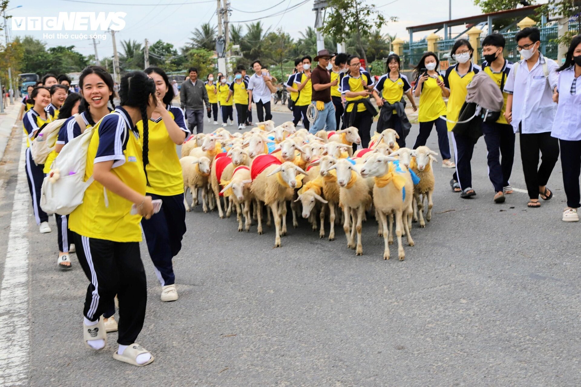 300 con cừu đeo nơ trình diễn 'catwalk' trên phố tại Ninh Thuận- Ảnh 1.