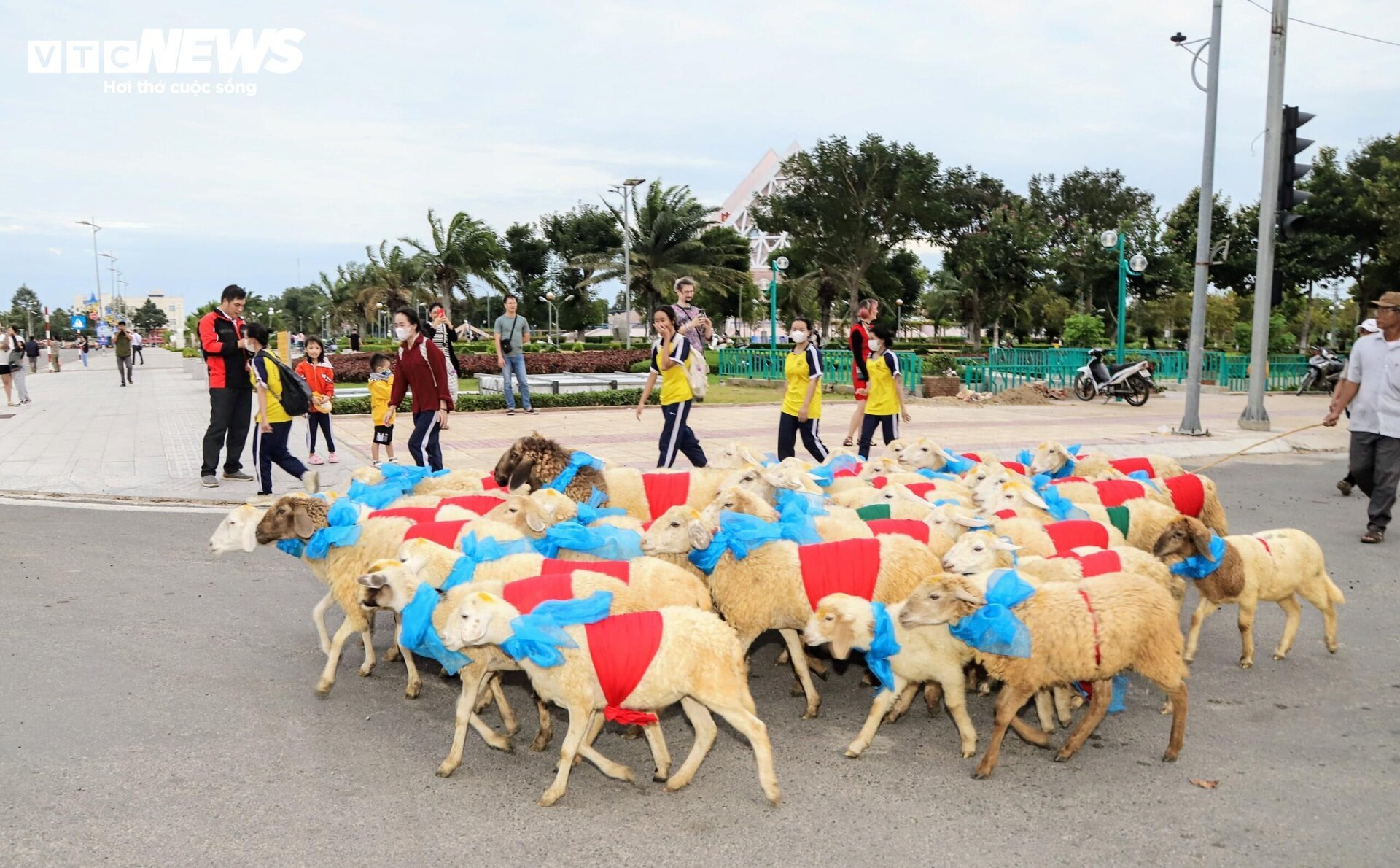 300 con cừu đeo nơ trình diễn 'catwalk' trên phố tại Ninh Thuận- Ảnh 2.
