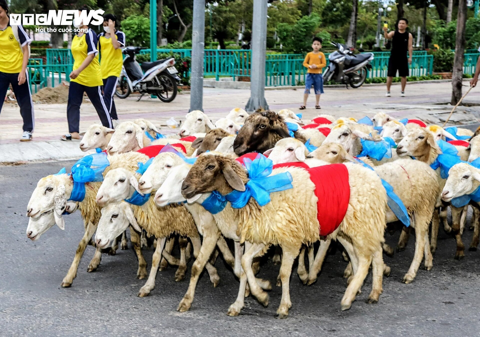 300 con cừu đeo nơ trình diễn 'catwalk' trên phố tại Ninh Thuận- Ảnh 3.