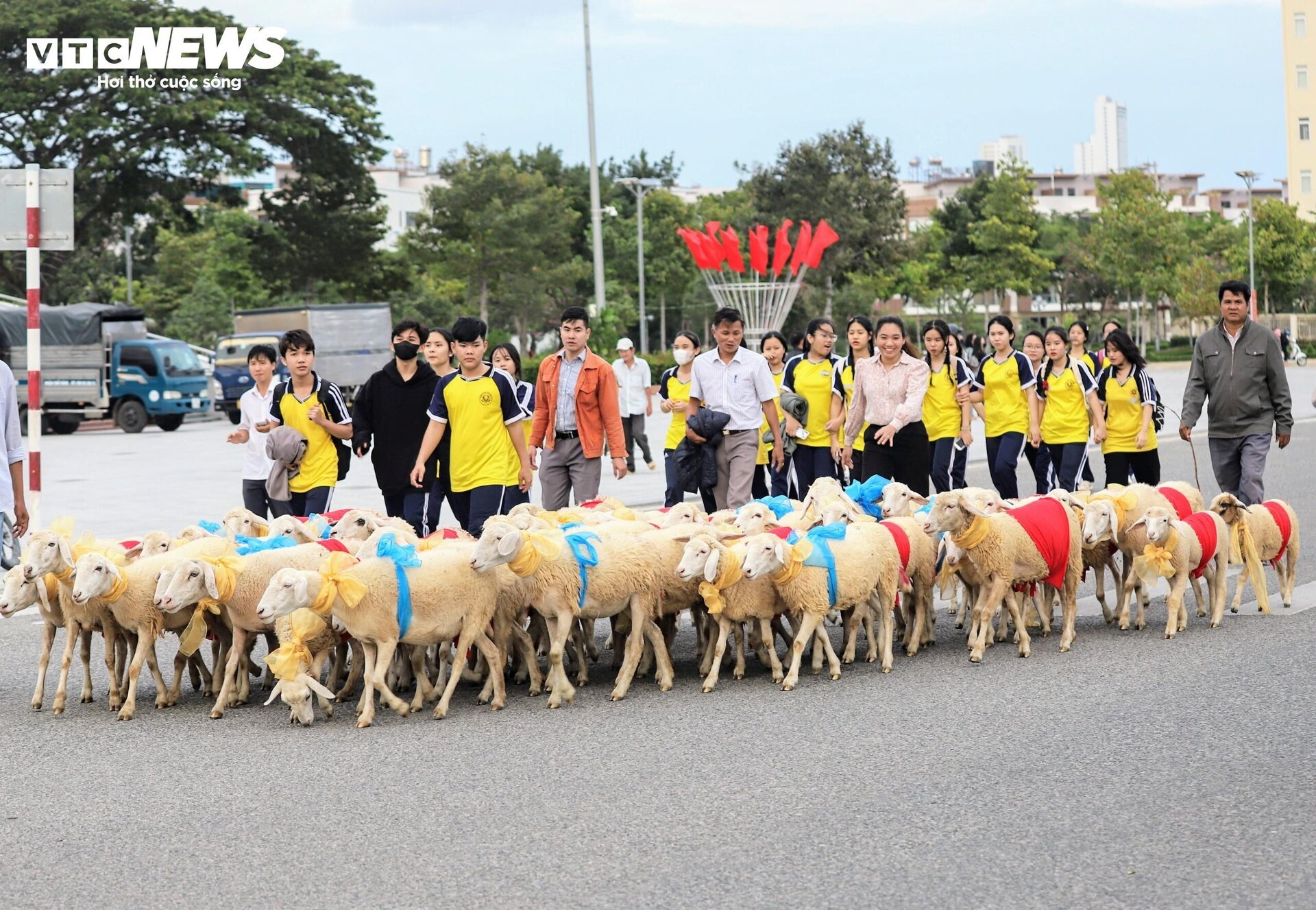 300 con cừu đeo nơ trình diễn 'catwalk' trên phố tại Ninh Thuận- Ảnh 7.
