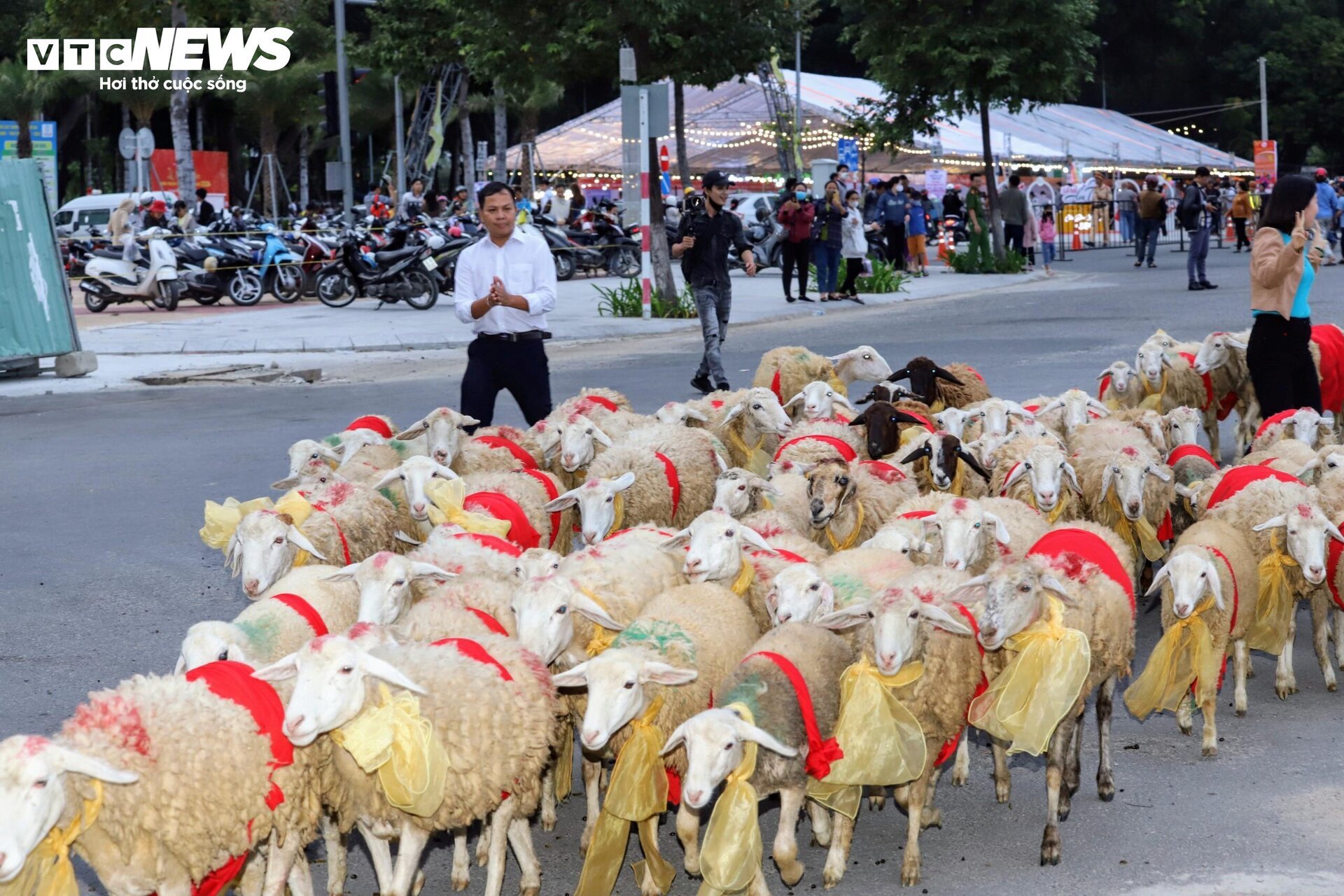 300 con cừu đeo nơ trình diễn 'catwalk' trên phố tại Ninh Thuận- Ảnh 4.