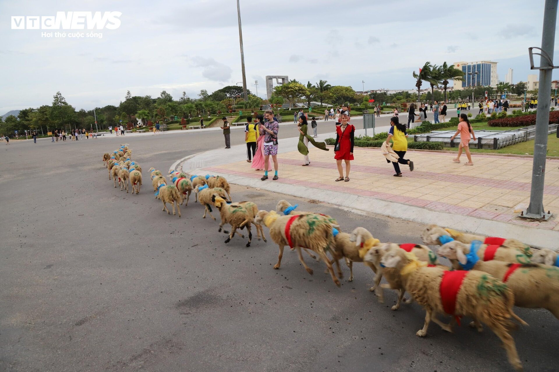 300 con cừu đeo nơ trình diễn 'catwalk' trên phố tại Ninh Thuận- Ảnh 6.
