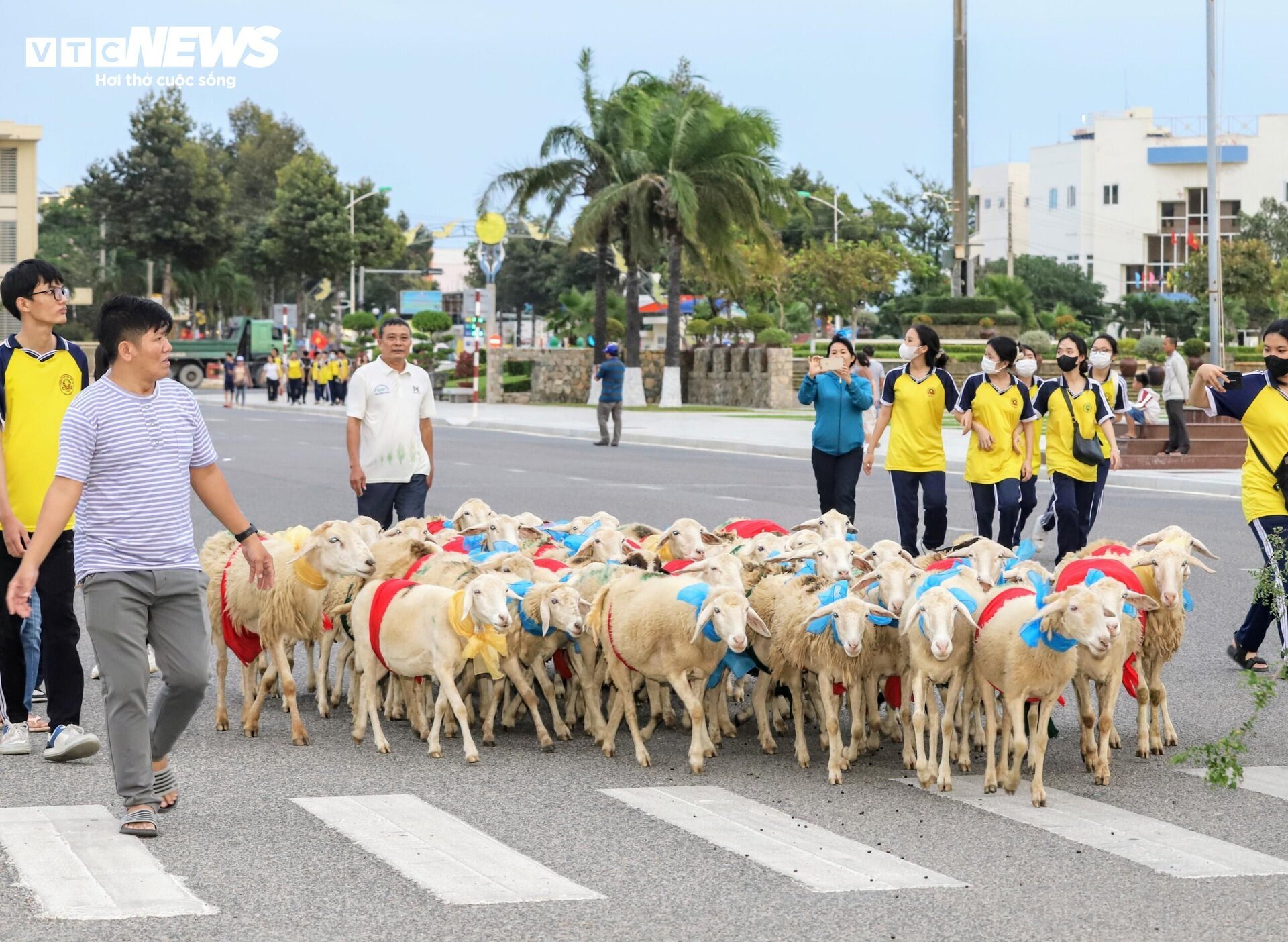 300 con cừu đeo nơ trình diễn 'catwalk' trên phố tại Ninh Thuận- Ảnh 5.