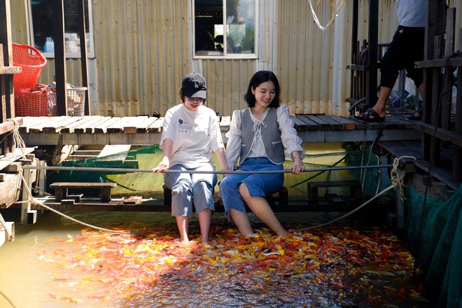 Ngoài "đặc sản" cá lóc bay, Tết này tìm tới Cần Thơ hái quả vú sữa chín mọng và đổ bánh đúng điệu miền Tây- Ảnh 9.