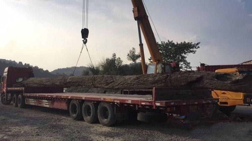 Người dân báo đào được cây gỗ “khủng” dài 27m, chuyên gia khẳng định đó là "báu vật" đáng giá hàng trăm tỷ đồng- Ảnh 3.