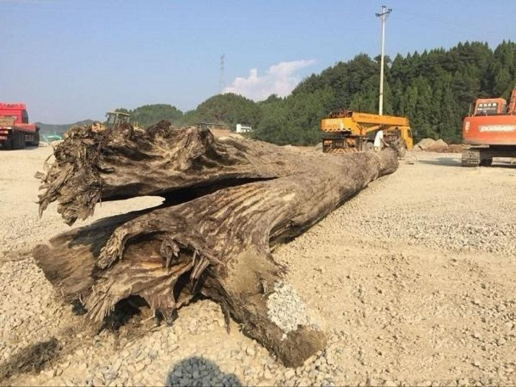 Người dân báo đào được cây gỗ “khủng” dài 27m, chuyên gia khẳng định đó là "báu vật" đáng giá hàng trăm tỷ đồng- Ảnh 1.
