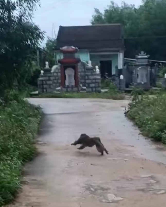 Khỉ tấn công nhiều người, cắn chết 4 con chó ở Quảng Nam - Ảnh 1.