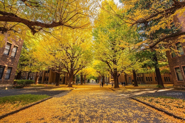 Một trường đại học gây bão với khung cảnh lá vàng rơi ngập khuôn viên, sao lại có nơi đẹp mê mẩn đến thế? - Ảnh 7.