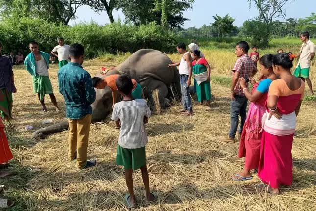 Câu chuyện bi thảm về hai bà mẹ - một người, một voi - trên hành trình sinh tồn đầy gian truân - Ảnh 2.