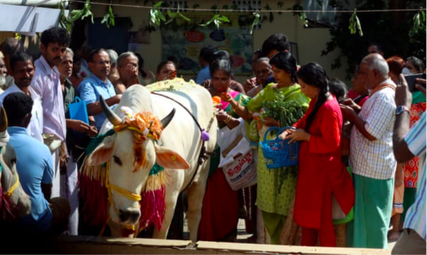 Ấn Độ biến Valentine thành ‘Ngày ôm bò’ - Ảnh 1.