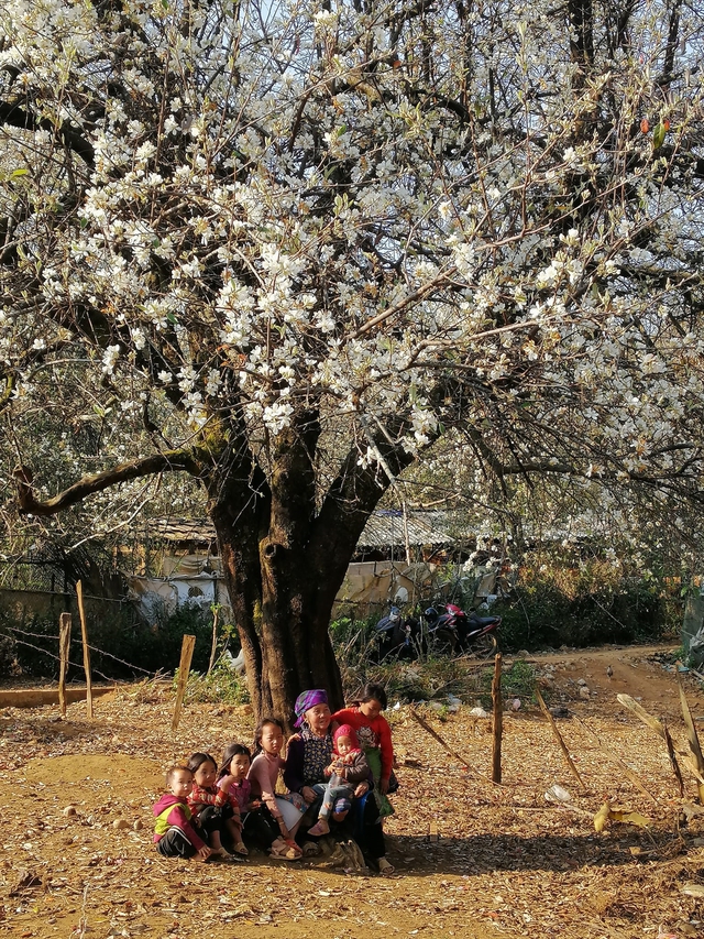 Mùa xuân trên Tà Chì Nhù với sắc trắng tinh khôi của cây táo nở hoa - Ảnh 4.