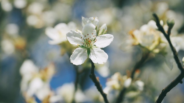 Mùa xuân trên Tà Chì Nhù với sắc trắng tinh khôi của cây táo nở hoa - Ảnh 3.