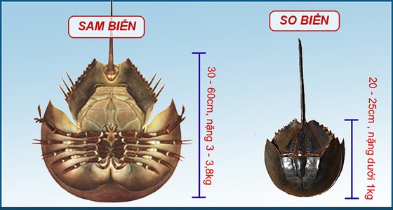 Ăn so biển coi chừng nhiễm độc - Ảnh 1.