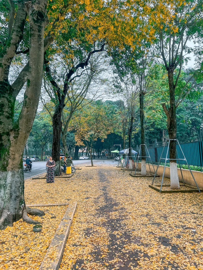 Mới đầu mùa xuân mà ở Hà Nội đã có nơi lá vàng rơi đẹp đến nao lòng, khiến dân tình chạy vội đi check-in - Ảnh 3.