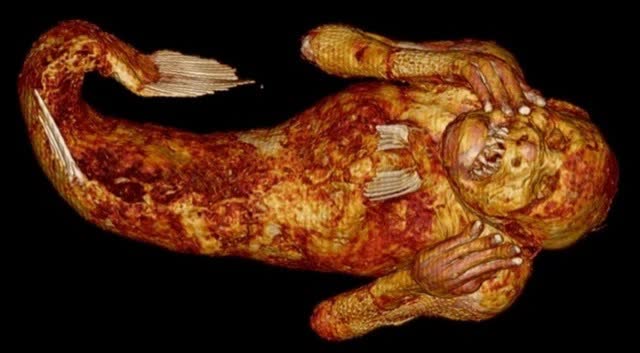 Danh tính bất ngờ của xác ướp nàng tiên cá 300 năm tuổi ở Nhật Bản vừa được tiết lộ - Ảnh 3.