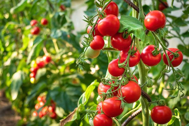 Cà chua có thể giúp ngăn ngừa ung thư: Nên ăn sống hay nấu chín để được lợi? - Ảnh 1.