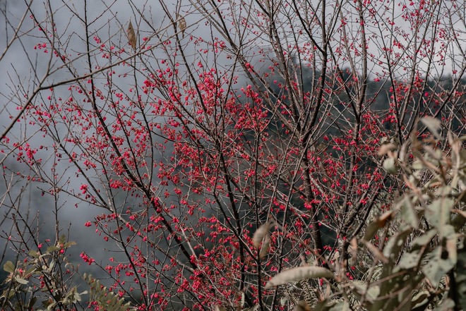 Tà Xùa đẹp ngỡ ngàng mùa hoa đào rực sắc giữa biển mây - Ảnh 12.