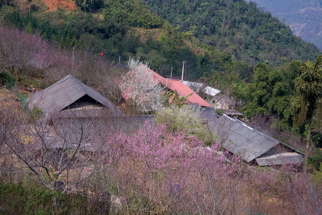 Tà Xùa đẹp ngỡ ngàng mùa hoa đào rực sắc giữa biển mây - Ảnh 6.