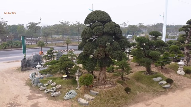 Bên trong vườn tùng la hán 11.000 m2 tại Hà Nội: 3.000 cây đưa về từ Nhật Bản, có cây 700 tuổi khiến người Nhật tiếc nuối - Ảnh 2.