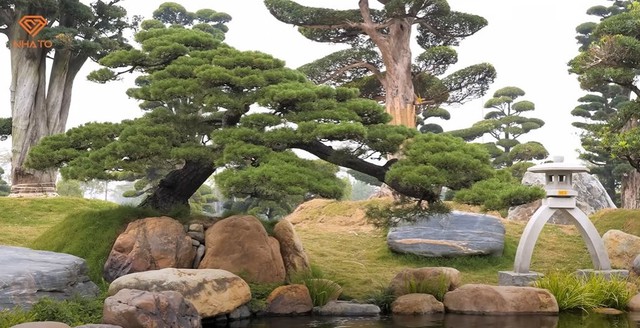 Bên trong vườn tùng la hán 11.000 m2 tại Hà Nội: 3.000 cây đưa về từ Nhật Bản, có cây 700 tuổi khiến người Nhật tiếc nuối - Ảnh 1.