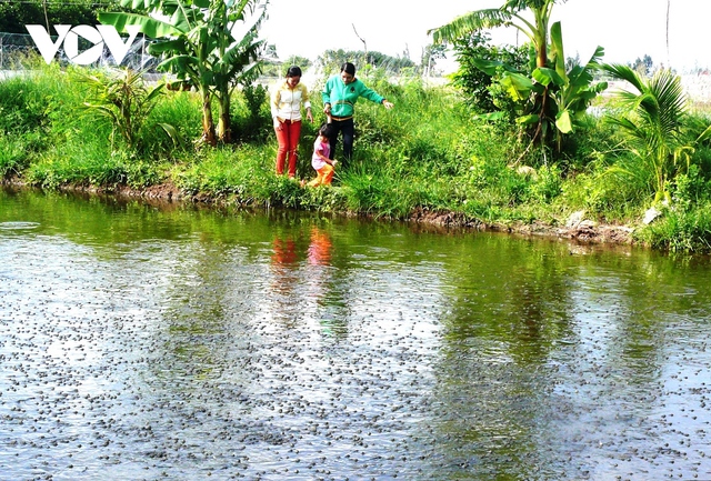  Cá kèo thương phẩm tăng giá kỷ lục, cá giống hiếm nguồn cung  - Ảnh 2.