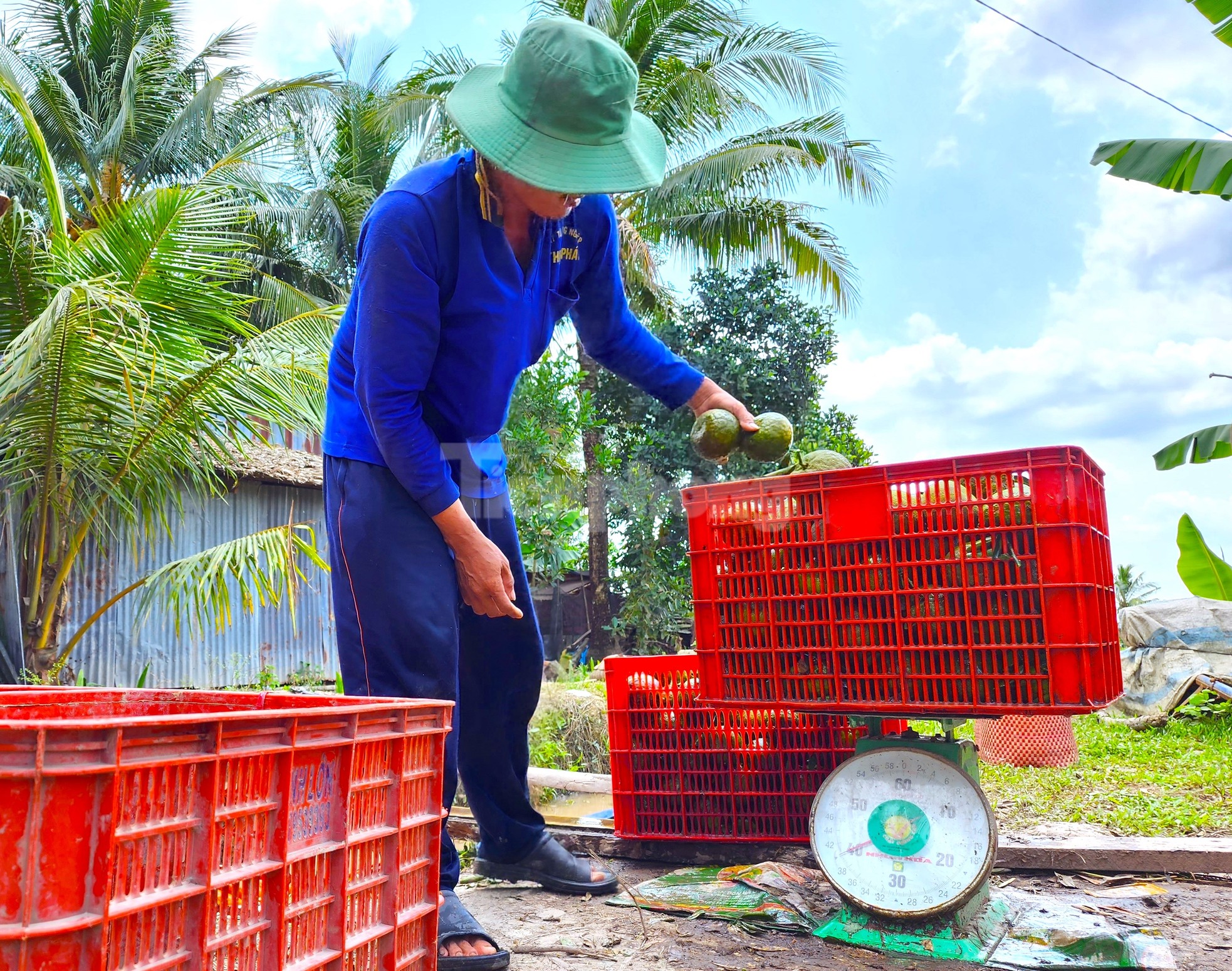 Xót xa vườn cam sành trĩu quả nguy cơ mất trắng vì giá rẻ như bèo - Ảnh 8.