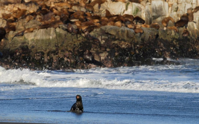 Phát hiện sư tử biển nhiễm cúm gia cầm ở Chile - Ảnh 1.