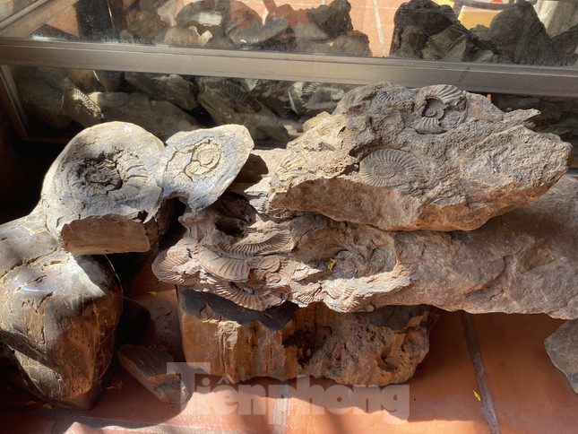 ‘Kho báu’ hơn 20.000 mẫu hóa thạch cổ độc nhất vô nhị ở Tây Nguyên - Ảnh 6.