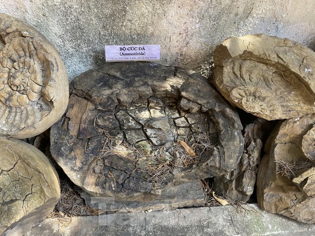 ‘Kho báu’ hơn 20.000 mẫu hóa thạch cổ độc nhất vô nhị ở Tây Nguyên - Ảnh 2.