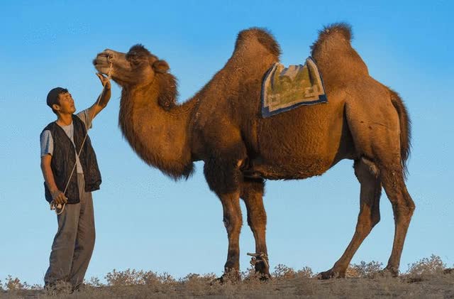 Vì sao không ai dám động vào xác lạc đà trong sa mạc, thậm chí bị coi là vũ khí sinh hóa nguy hiểm? - Ảnh 3.