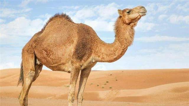 Vì sao không ai dám động vào xác lạc đà trong sa mạc, thậm chí bị coi là vũ khí sinh hóa nguy hiểm? - Ảnh 1.