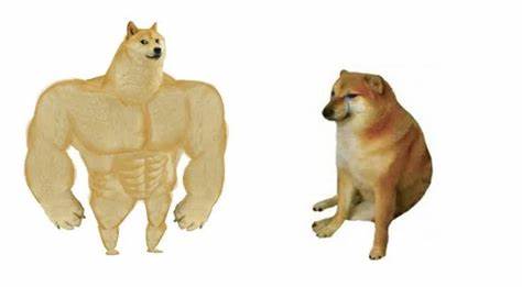 Chuyện về chú chó được chế meme nhiều nhất mạng xã hội: Xuất thân từ chó cứu hộ, thoát chết khi bị bỏ rơi và cuộc sống hiện tại gây bất ngờ - Ảnh 4. Chuyện về chú chó được chế meme nhiều nhất mạng xã hội: Xuất thân từ chó cứu hộ, thoát chết khi bị bỏ rơi và cuộc sống hiện tại gây bất ngờ - Ảnh 4.